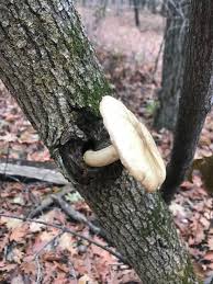 Maybe you would like to learn more about one of these? Mushroom Hunting In Wisconsin