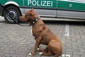 Ihre rasse machte die adoption nicht gerade leicht. Polizisten Erschiessen Kampfhund In Offenburg Auf Offener Strasse Offenburg Badische Zeitung
