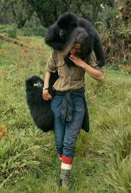 Gorillas in the Mist – the story of Dian Fossey | DinoAnimals.com