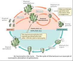 Isomorphic Diplohaplontic Life Cycle Life Cycles Plant Life Cycle Life