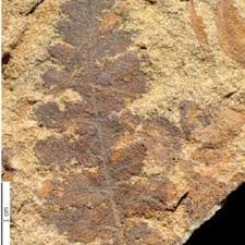 Image result for Didymoglossum erosum