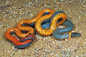 26 Colorful Snake Designs Reptile Animal 1000funfacts Com Snake Reptile Snakes Colorful Snakes