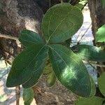 Image result for Strychnos madagascariensis