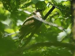 Image result for Lecaniodiscus fraxinifolius