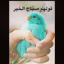 صباح الخير مضحكة صور صباح الخير منتديات عبير Animals Greetings Bird