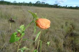 Image result for Turneraceae