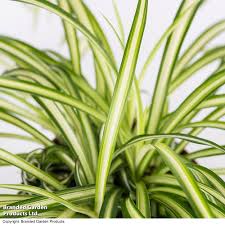 Image result for Chlorophytum zingiberastrum