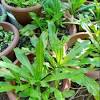 Herbal qnc jelly gamat ini harganya hanya rp. Https Encrypted Tbn0 Gstatic Com Images Q Tbn And9gcqqxlbj Mqmbd7pjuk 8m V Hiz6bjnckcoisefwku8zz3rjlkk Usqp Cau