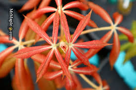 Image result for Aeollanthus neglectus