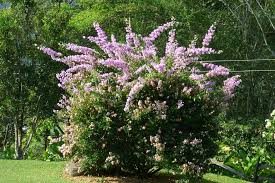 Image result for Buchnera subglabra