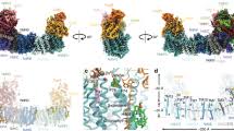 Photosynthesis - Wikipedia