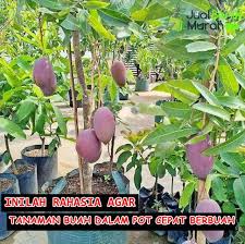 Cara menanam durian dalam pot membutuhkan waktu dan tenaga ekstra. Inilah Rahasia Agar Tanaman Buah Dalam Pot Cepat Berbuah Jualbenihmurah Com