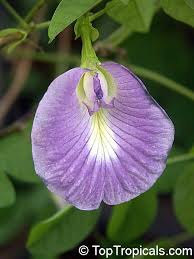 Image result for Clitandra cymulosa