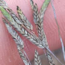 Image result for Eragrostis atrovirens
