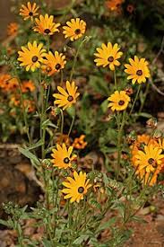 Image result for Osteospermum monocephalum