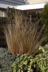 Check spelling or type a new query. Carex Buchananii Red Rooster Red Rooster Planting Flowers Pebble Pathway