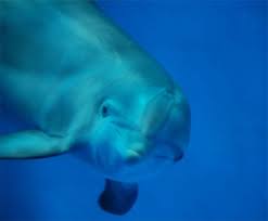 For those of you who don't know about the blainville's beaked whale or the artai argali or the black and rufous sengi (yes it's both black and rufous), it's about time you did! Animal Fact Guide On Twitter Did You Know Dolphins Never Fully Sleep Learn Why Here Https T Co Kjzmitddgp Dolphin