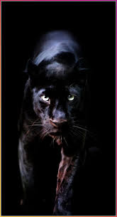 Category Amazing Animals Animal Animal Background Iphone Animal Wallpaper Iphone Basic Animal Drawing Animal Wallpaper Wild Animal Wallpaper Jaguar Animal