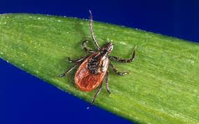 France Launches Tick Alert App In Frantic Bid To Map Lyme Disease Explosion As Blight Moves North