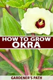 how to grow okra in your home veggie path gardeners path