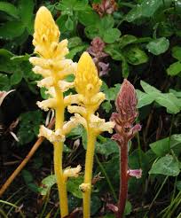 Image result for Orobanche minor