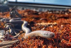 Image result for Rytigynia acuminatissima