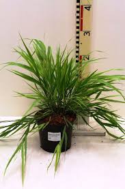 Image result for hakonechloa macra nicolas