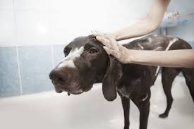 Choose an instructor with years of experience that has years of years of training and working with experts in the pet grooming industry have lend me to create the. Pet Grooming Licensure School Salary