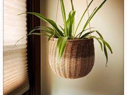Spider led grow lights are powered with bright and strong leds that disperse uniform light for assisting in optimum plant growth. How Much Light Does A Spider Plant Need Spider Plant Light Requirements Tips Simplify Plants