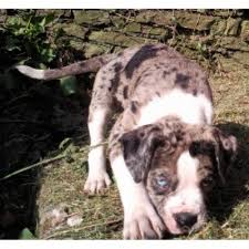 This dog breed was given the name of alapaha blue blood bulldog in 1979 by the southern dog lovers. Celtic Alapaha Kennels Alapaha Blue Blood Bulldog Breeder In Newport Newport