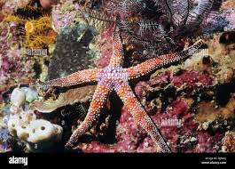 Image result for Gomphia