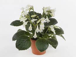 Image result for Streptocarpus leptopus