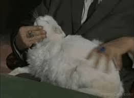 25 awesome cat animated gifs. Pin On Cute