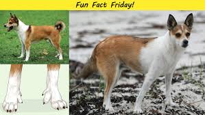 Image result for lundehund