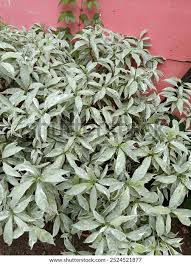 Image result for Pandiaka