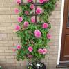 At thorncroft clematis we have been growing and selling clematis plants for over 30 years. 3