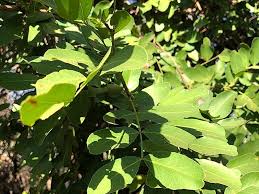 Image result for Schotia brachypetala