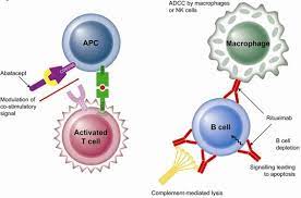 Orencia And Rituximab
