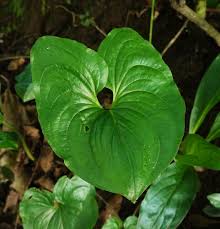 Image result for Cyanastrum