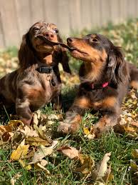 They're still a dachshund, but with a. We Rescued A Standard Chocolate Dapple Dachshund Puppy I Think Eleanor Loves Her Little Brother Dachshunds