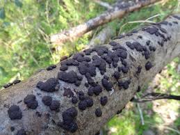 Image result for Hypoxylon multiforme