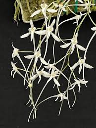 Image result for Mystacidium venosum