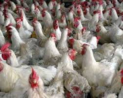 Harga ayam broiler jawa timur surabaya, malang, blitar, kediri, jember, lamongan dan sekitarnya. Harga Ayam Potong Bali Bisa 23 000 Kg Akibat Pelarangan Obat Pertumbuhan