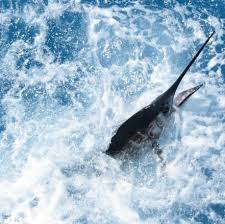 Black And White Striped Fish Florida Best Key West Fishing Charters Captains How To Choose With Images Deep Sea Fishing Florida Key West Fishing Charters Saltwater Fishing