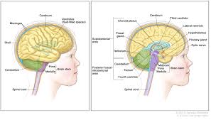 As this emedtv article explains, the causes of brain cancer are unknown. Childhood Brain Stem Glioma Treatment Pdq Patient Version National Cancer Institute