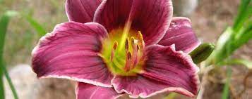 Check spelling or type a new query. Daylily Hemerocallis Little Missy