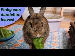 Dandelion leaves are loaded with potassium. Pinky The Bunny Eats Dandelion Leaves Dandelion Leaves Eating Dandelions Dandelion