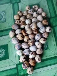 Lihat juga resep sate telur puyuh angkringan enak lainnya. Sedikit Tentang Telur Puyuh A Little About Quail Eggs Steemit