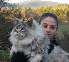 Sunt foarte inteligente și sociabile, nefiind deloc potrivite pentru cei care stau mult timp plecați de acasă. 19 Cele Mai Scumpe Rase De Pisici Din Lume Cu Pisici