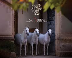 بطولة الشراع الدولية 2020 تستقبل الخيول المشاركة ابتداء من صباح غد الاثنين show horses horses arabian horse